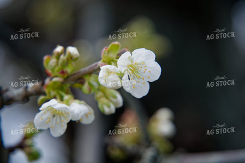 Cherry Blossoms 146084