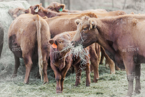 Angus Cattle Eating 131024