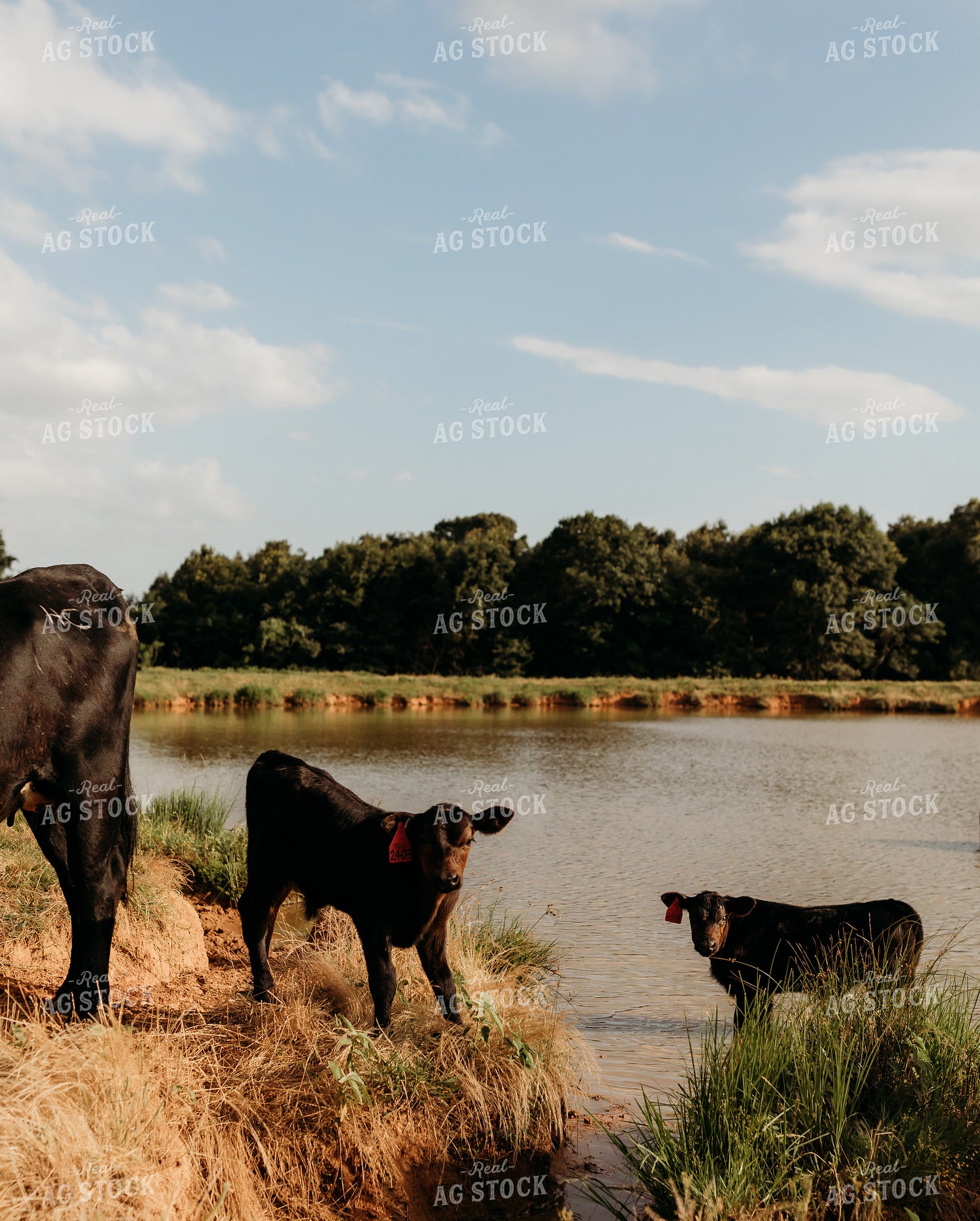 Angus Calves 203059
