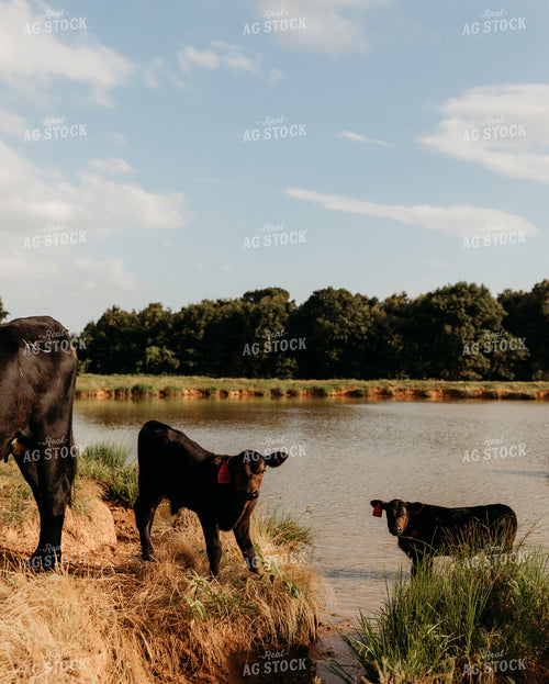 Angus Calves 203059