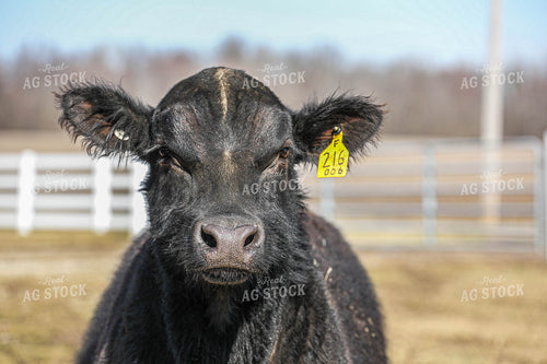 Cattle on Pasture 160058