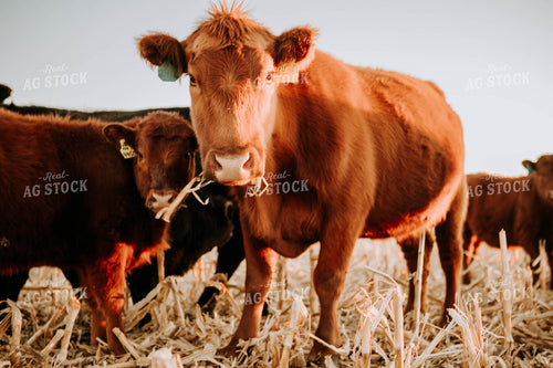 Cattle in Pasture 77236