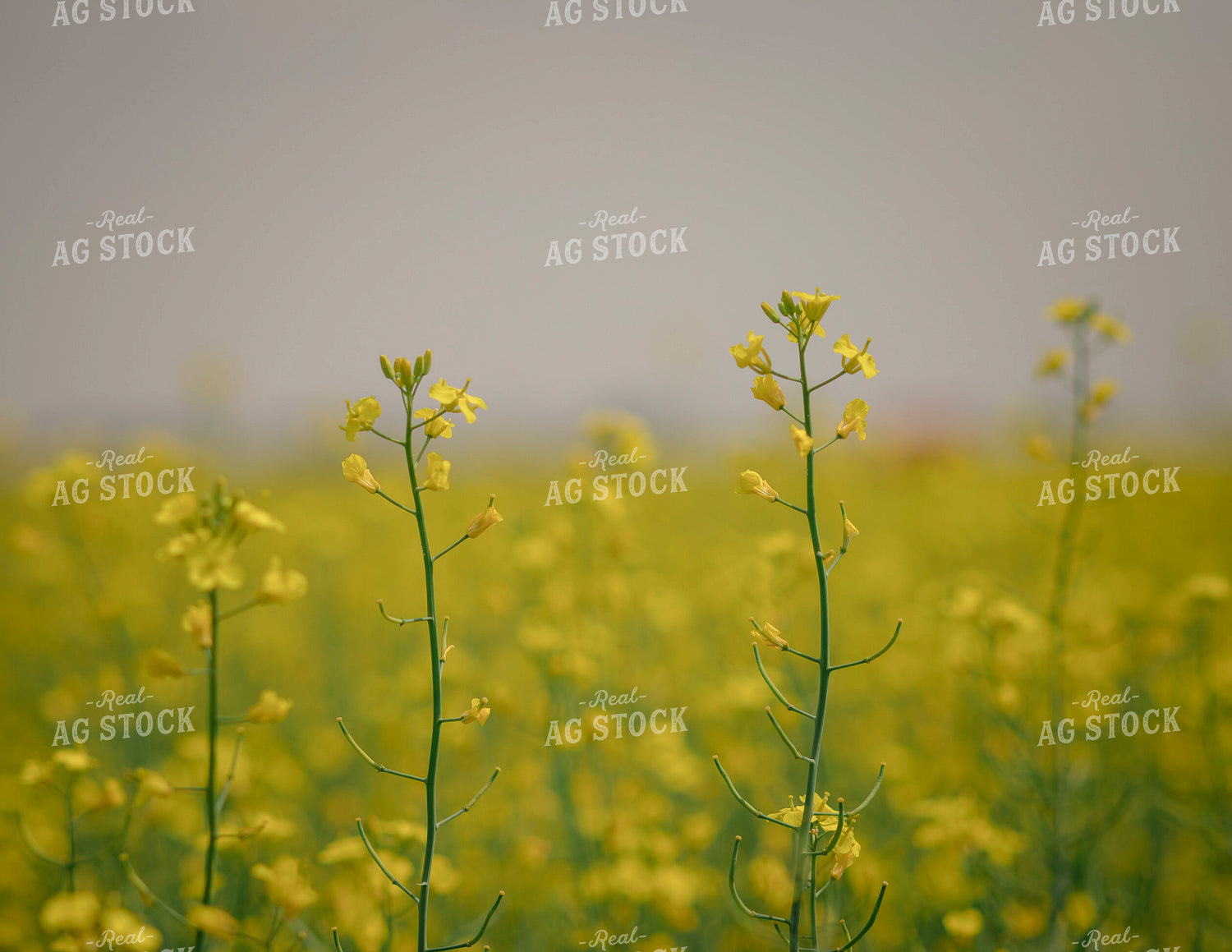 Canola Field 135115