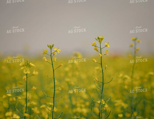 Canola Field 135115