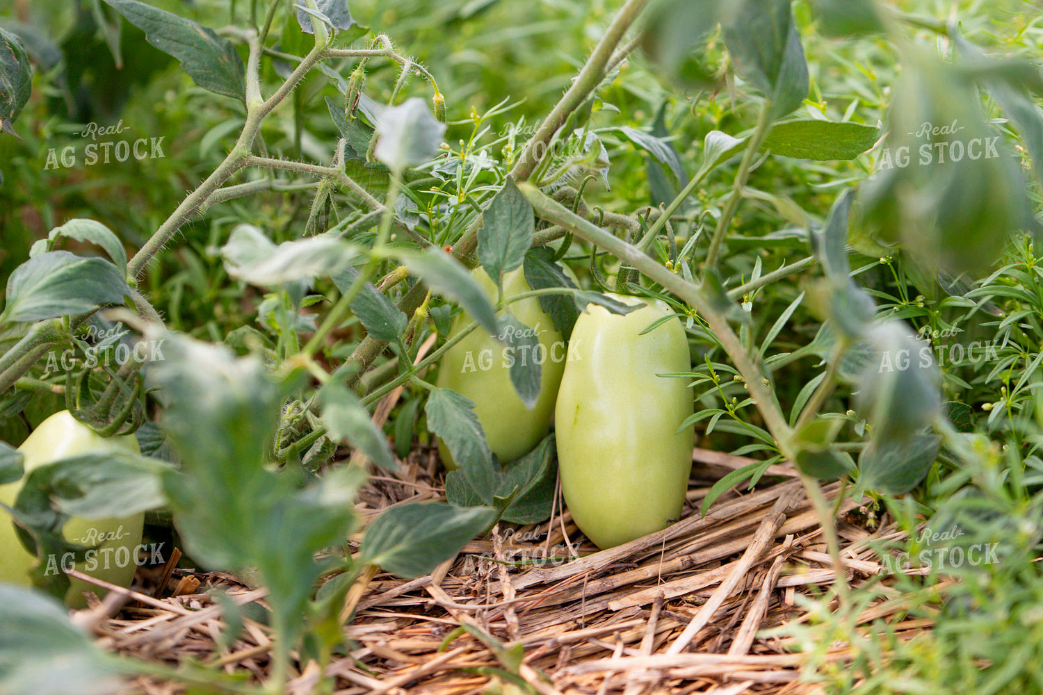 Tomatoes 208082