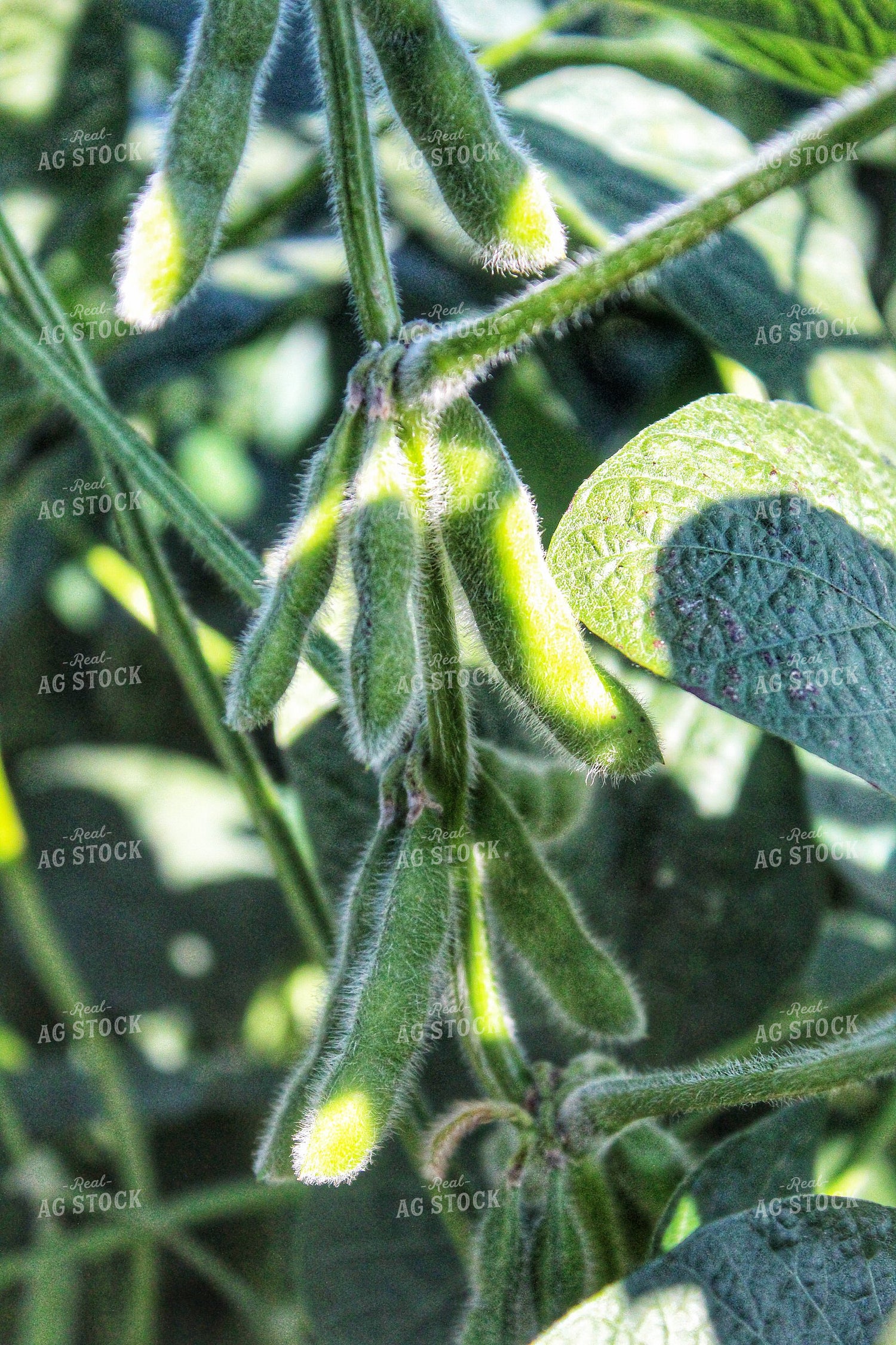 Midseason Soybeans 141378