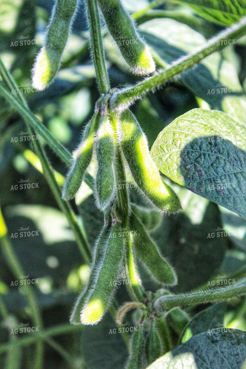 Midseason Soybeans 141378