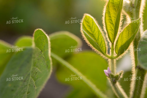 Soybeans - Mid-Season 1482