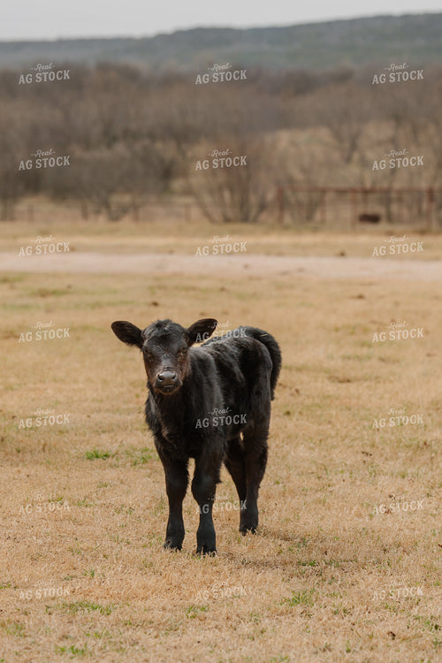 Black Angus Calf 205116