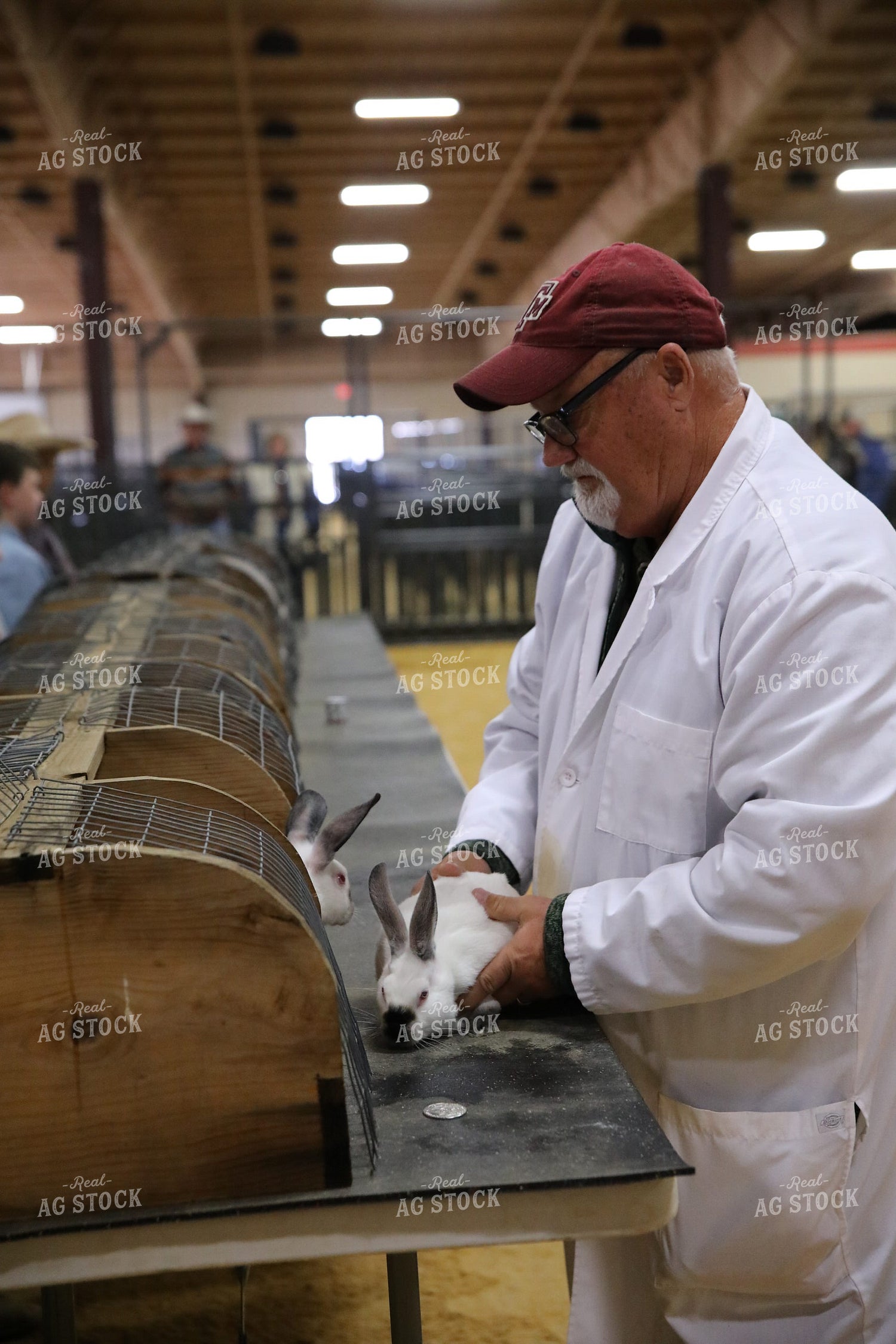 Judging Rabbits 102074