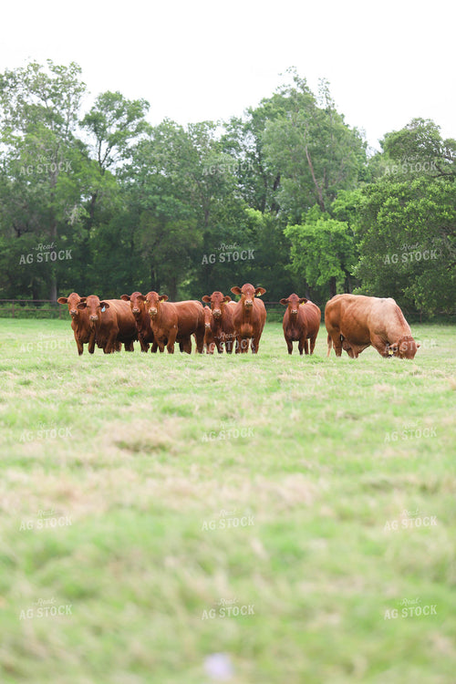 Cattle in Pasture 99014