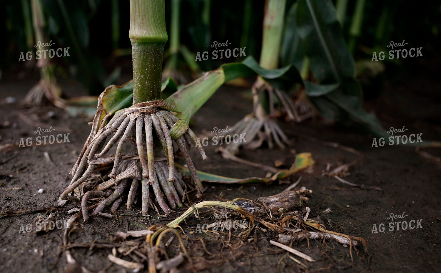 Aerial Corn Roots 129123