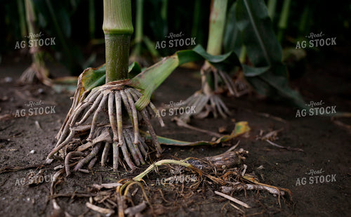 Aerial Corn Roots 129123
