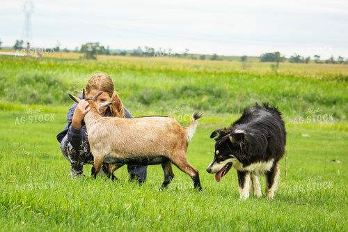 Farm Kid Petting Goats 155237