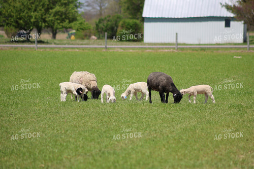 Lambs and Ewes 84258