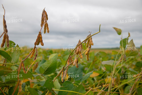 Semi-dried Soybean Close Up 25456