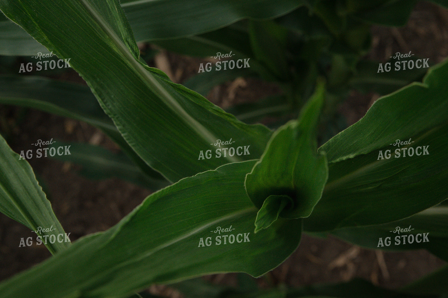 Corn Plant 25979