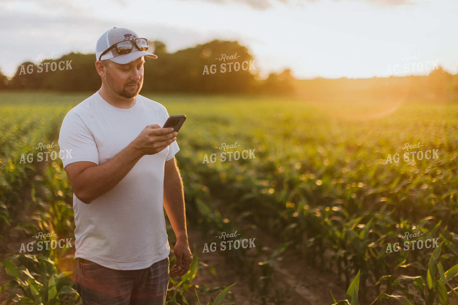 Farmer Looking at Phone in Cornfield 8824