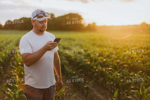 Farmer Looking at Phone in Cornfield 8824