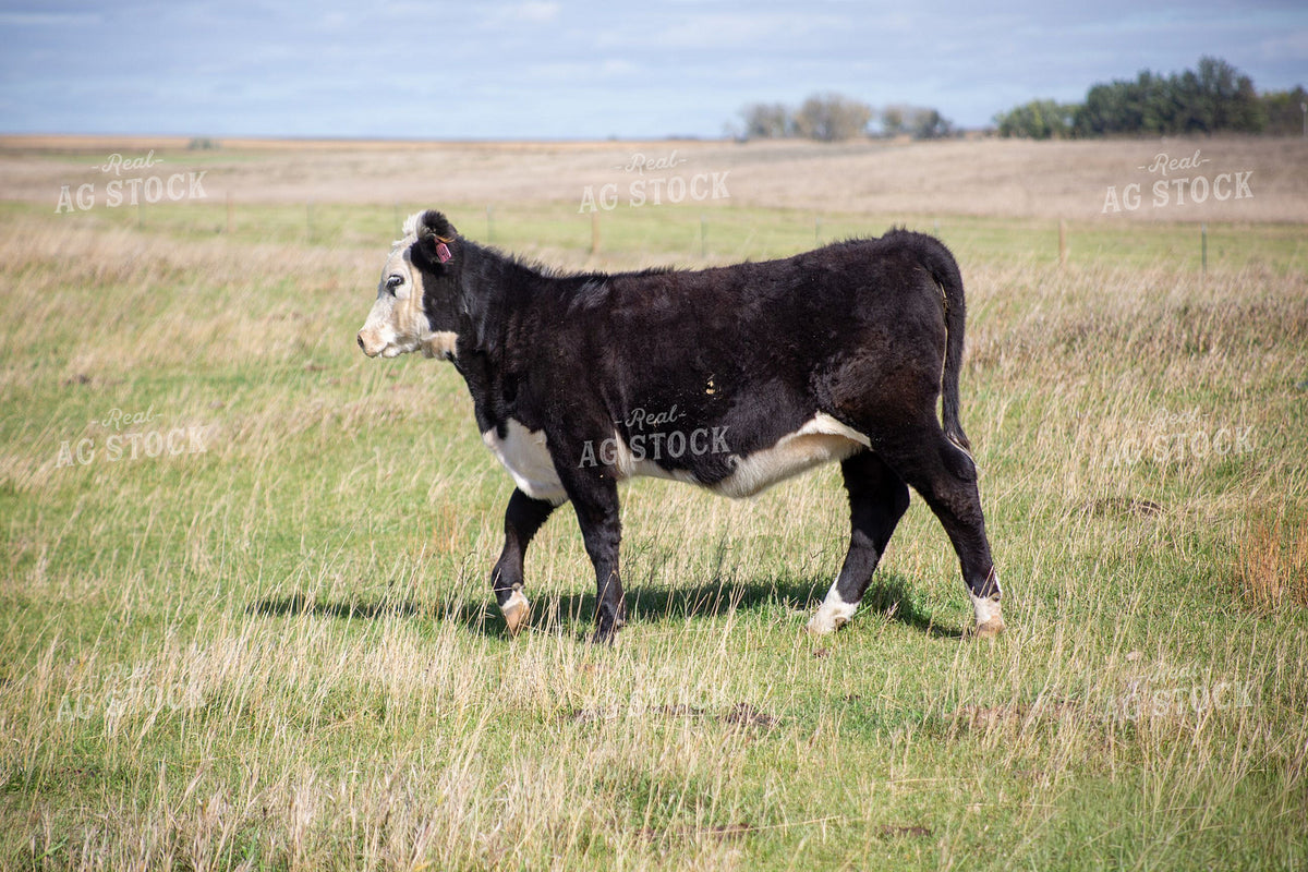 Black Baldy Calf Walking in Fall Pasture 406111