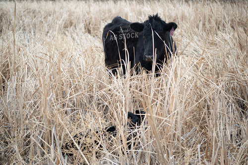 Angus Cow Calf Pair 117264