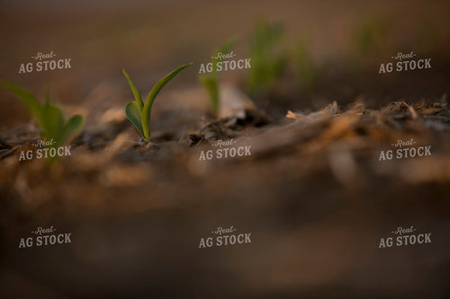 Corn - Early Growth 1116