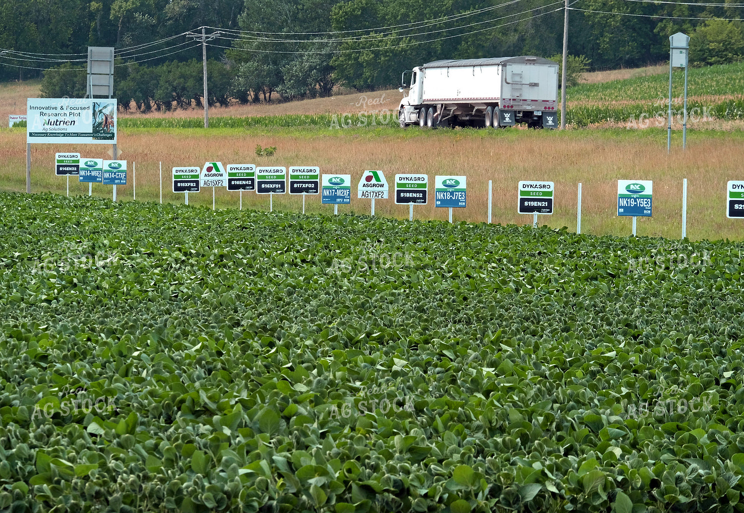 Soybean Plot 154083