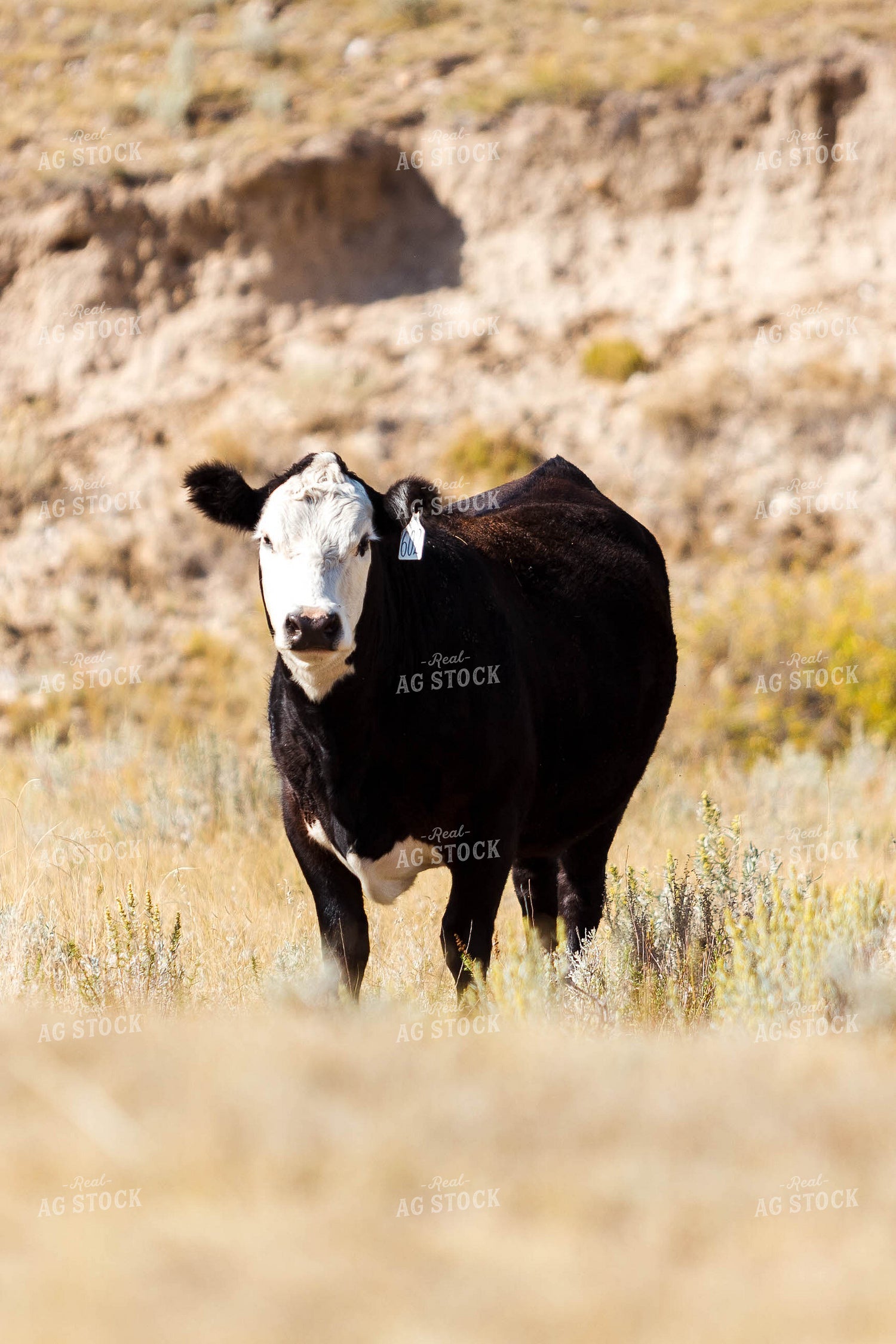Bred Heifer on Pasture 97180