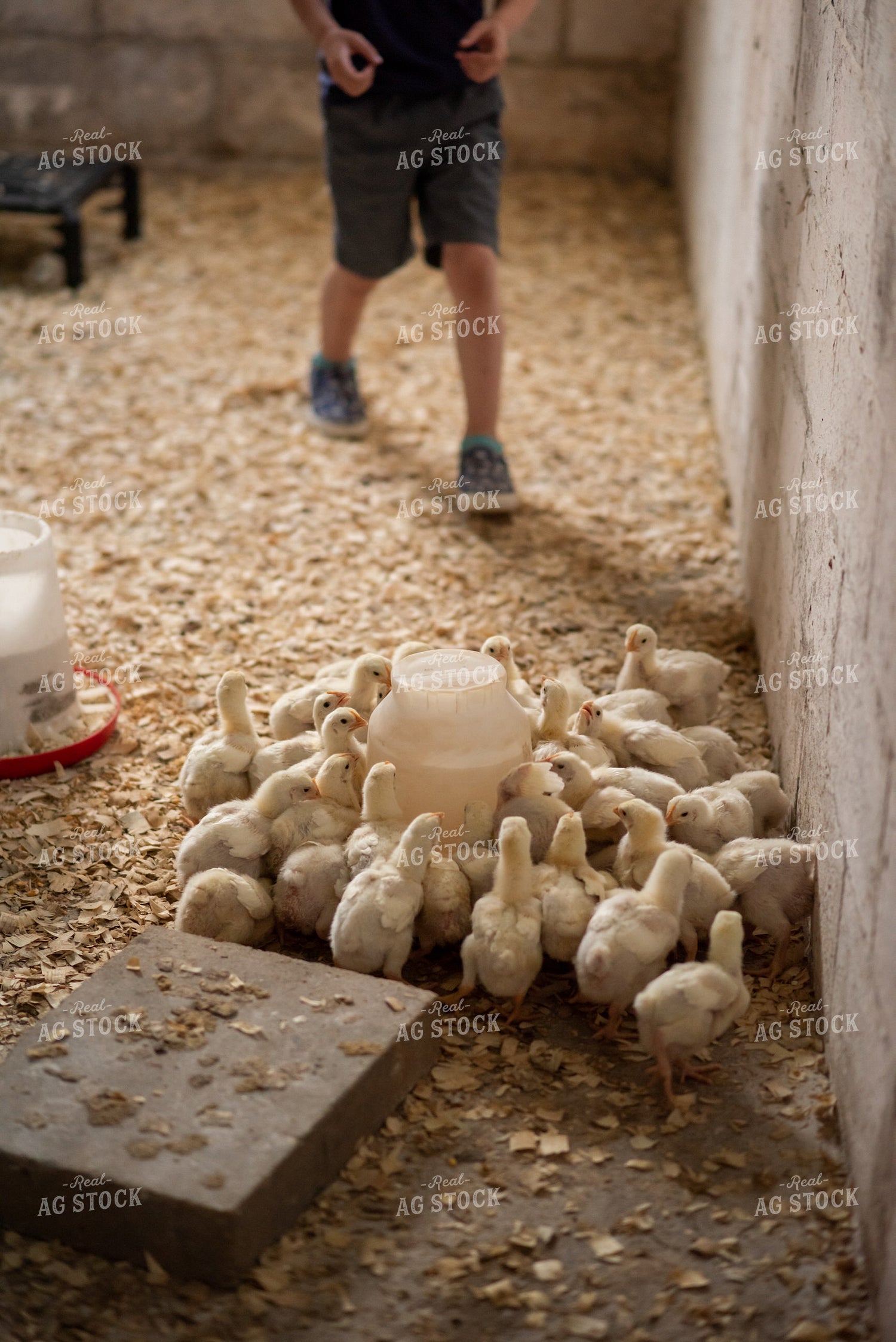 Chicks 76539
