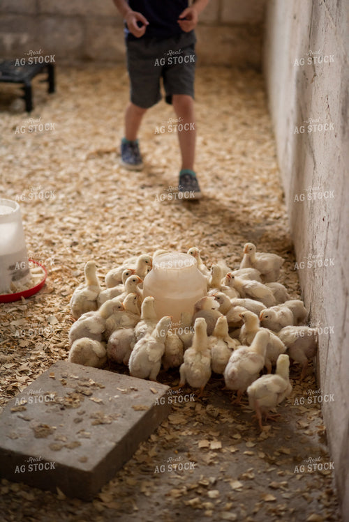 Chicks 76539