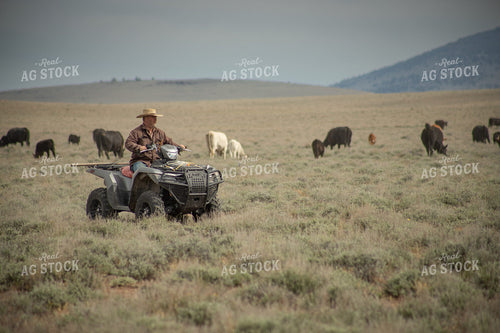 Moving Cattle with Four Wheeler 78229