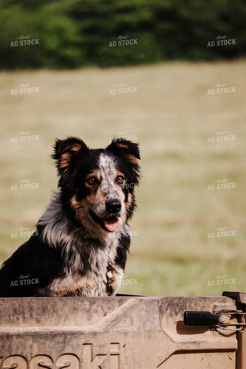Farm Dog 220007