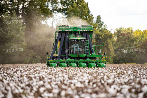Cotton Harvest 136128