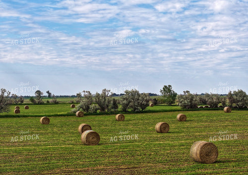 Round Bales in Field 141294
