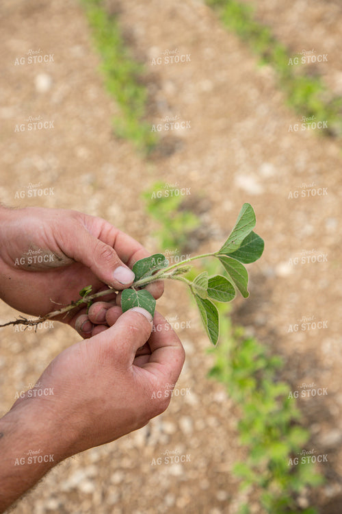 Farmer Scouting Early Growth Soybeans 1420006