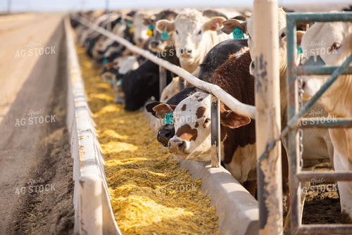 Cattle Eating from Concrete Feed Bunk 99023