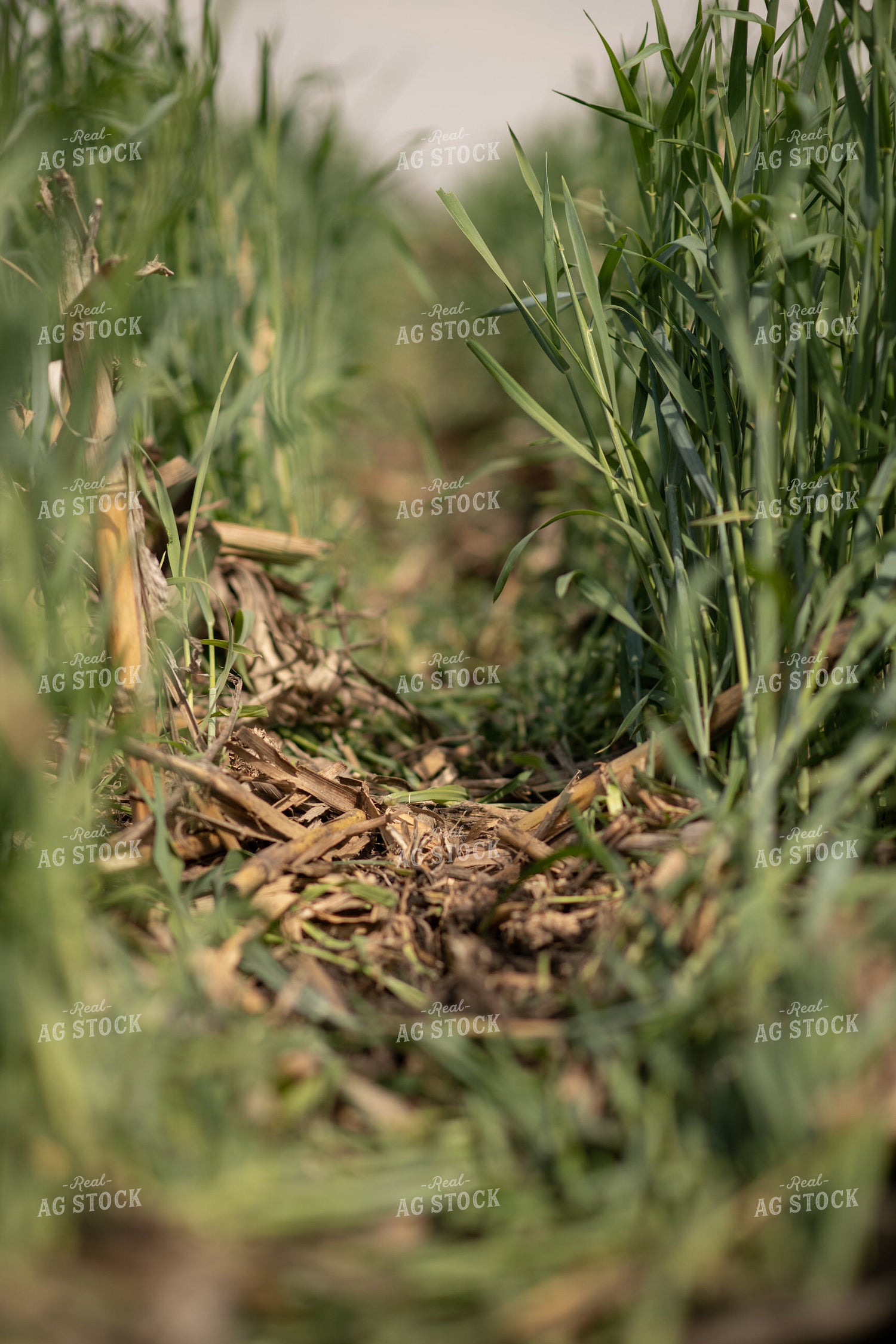 Hay on Top of Cornstalks 76101
