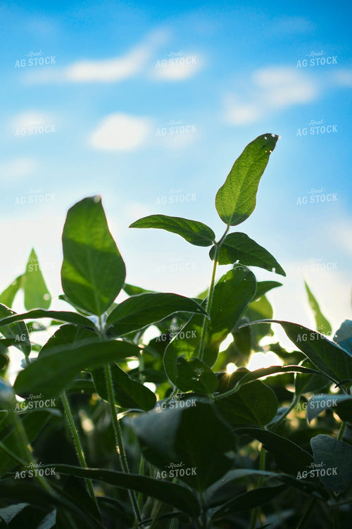 Soybean Plant 191243