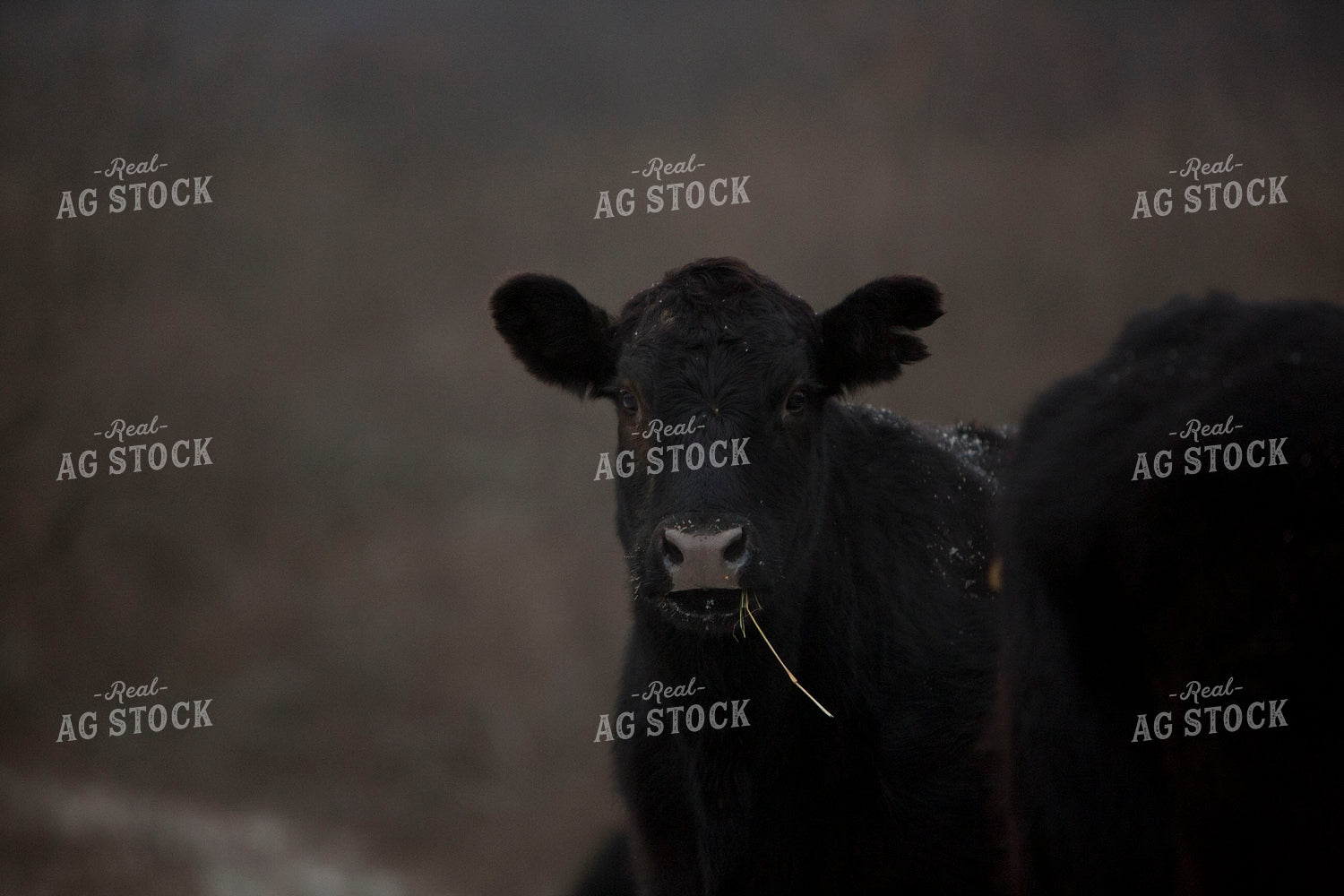 Cattle 1636