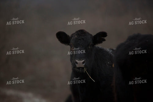 Cattle 1636