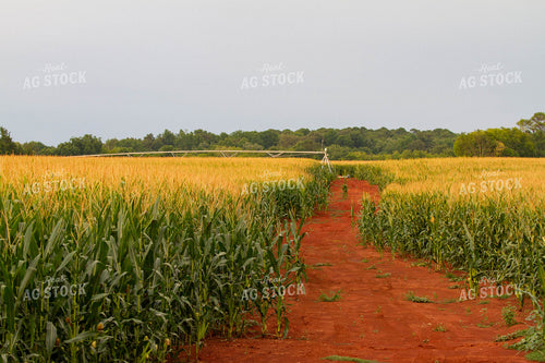 Corn Field with Irrigation 79120