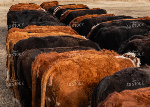 Cattle Eating at Trough 231046