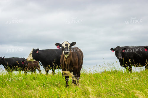 Angus Cross Calf 155250