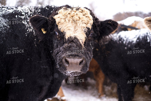 Black Baldy Cow 74035