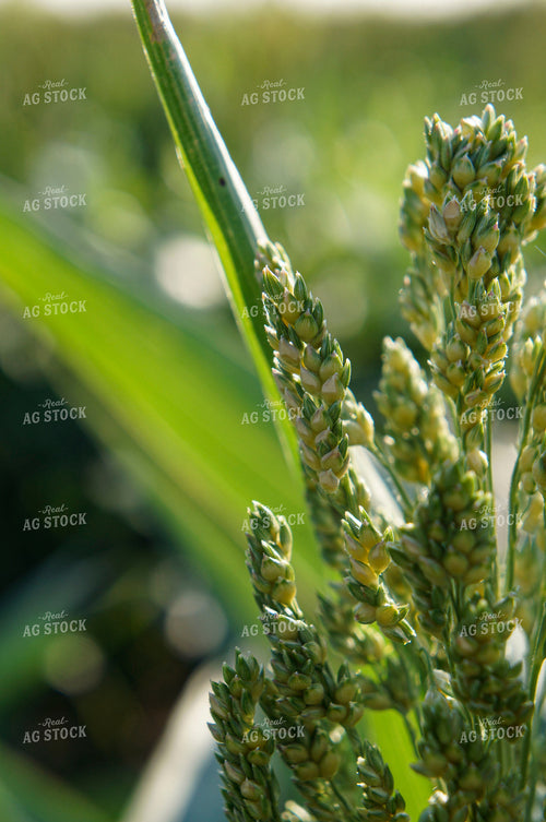 Sorghum 156005