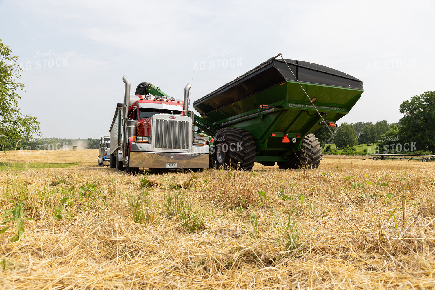 Wheat Harvest 79806
