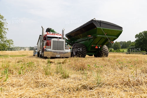 Wheat Harvest 79806