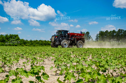 Spreading Dry Fertilizer in Cotton Field 136199