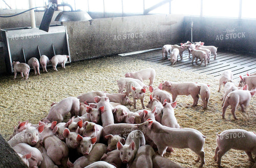 Piglets 141235