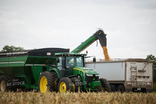 Corn Harvest 219081